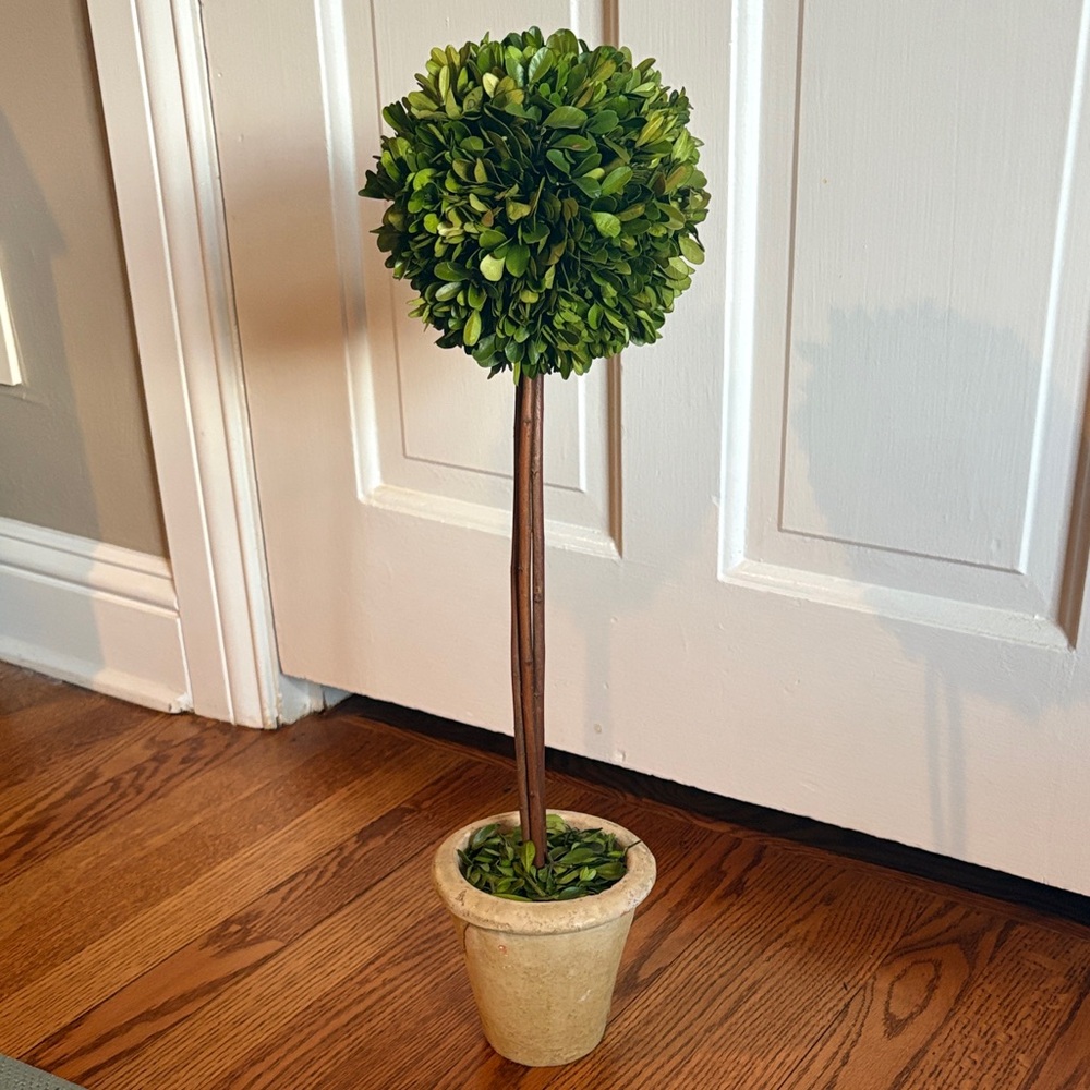 Pottery Barn Green Boxwood Topiary in Tan Planter
